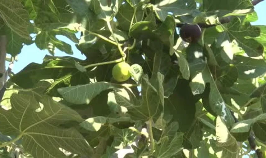 Tarım bakanı yumaklı aydın'da incir hasadını inceledi