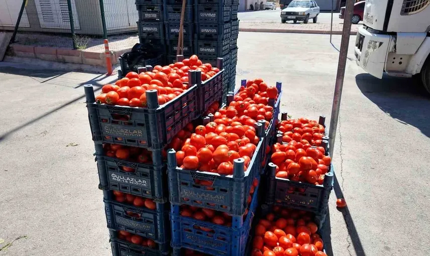 Niğde'de kışlık salça hazırlıklarının coşkusu başladı