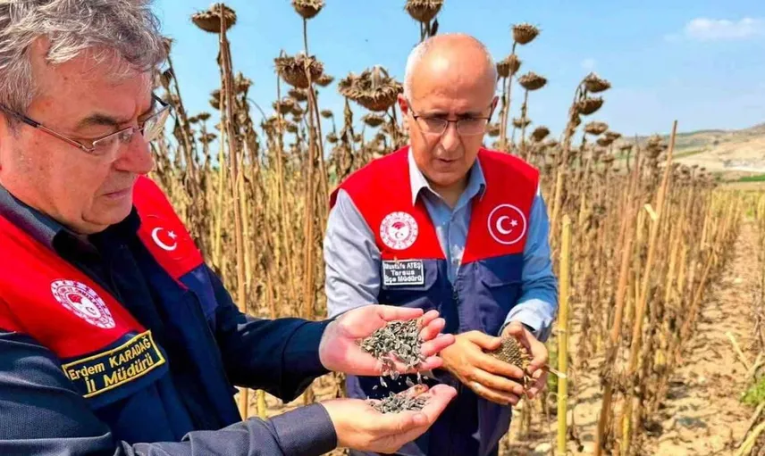 Tarsus'ta ayçiçeği rekoltesi bu yıl umut veriyor