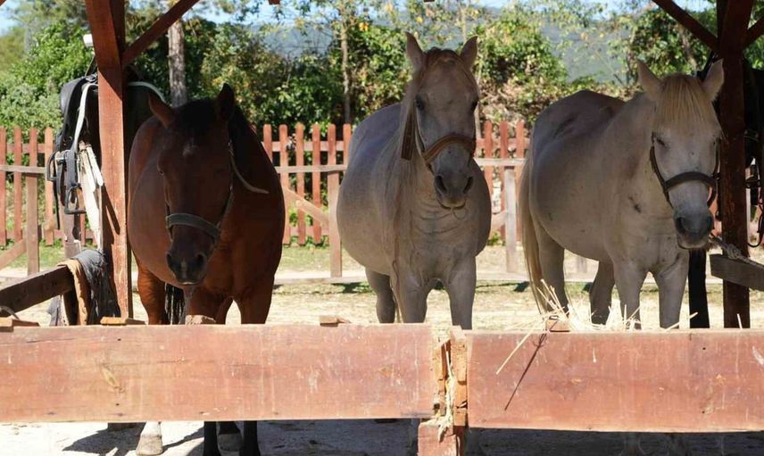 Büyükada’nın atları Daday’da yeni bir hayat buldu
