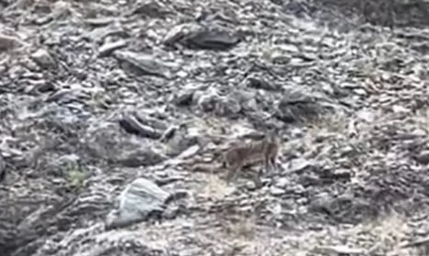 Tunceli'de nesli tükenme tehlikesi altındaki vaşak görüntülendi