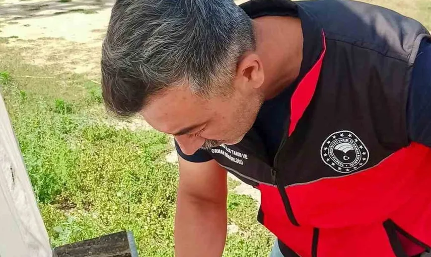 Afyonkarahisar'da haziran böceğiyle mücadele için yenilikçi yöntemler uygulanıyor