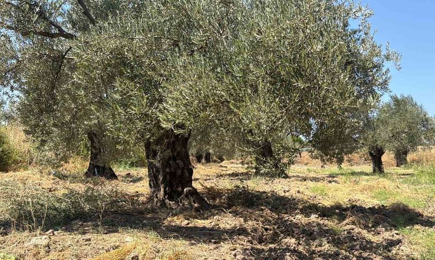 Zeytin hasadı bu yıl erken başlıyor: 20 günlük bekleyiş sona erebilir