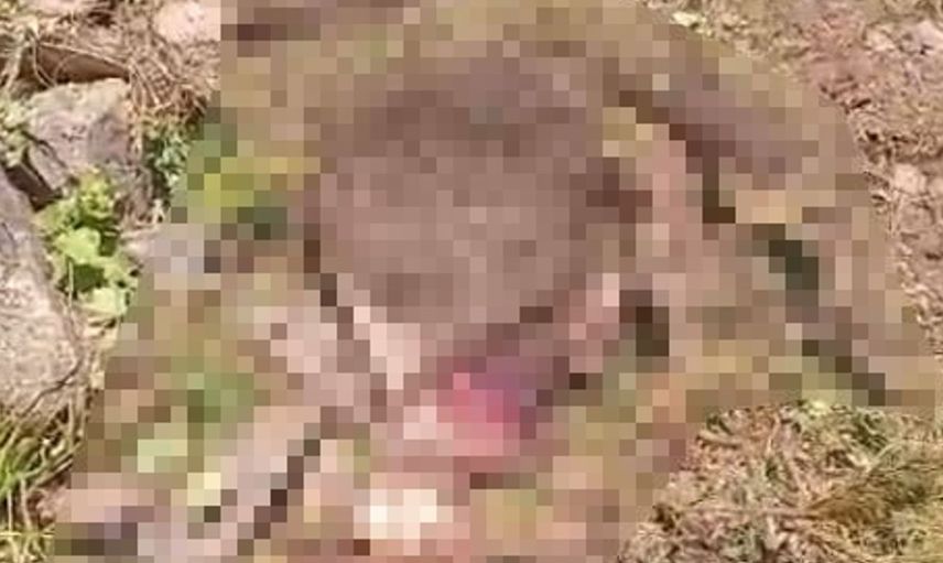 Gümüşhane'de kaybolan inek ayı tarafından parçalandı