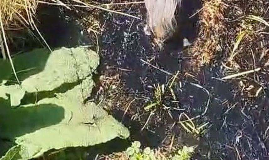 Elazığ'da köstebek zannedilen hayvan kör fare çıktı
