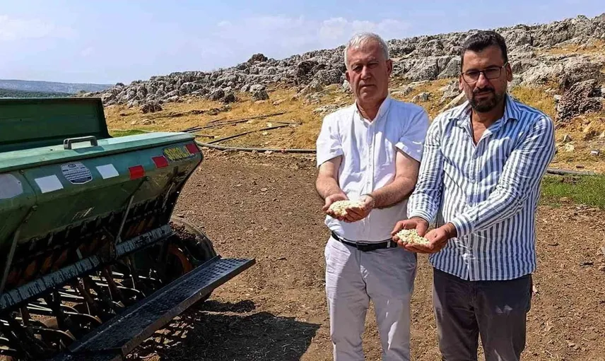 Araban sarımsağında zambak anaç tohum ekimi başladı