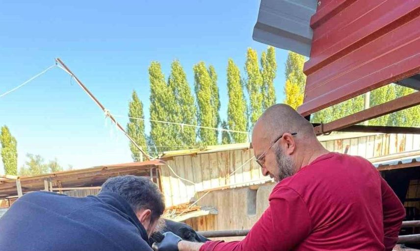 Sığırlara yönelik sağlık kontrol çalışmaları sinanpaşa’da devam ediyor