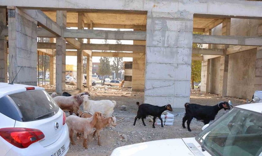 Kahramanmaraş'ta kaybolan 9 keçi için esnaf seferber oldu