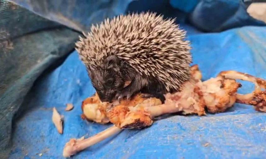 Bolu'da bir vatandaşın yavru kirpiyle dostluğu göz kamaştırdı