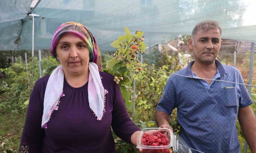Saimbeyli'nin ilk ahududu üreticisi Melahat Durmuşoğlu başarısıyla dikkat çekiyor