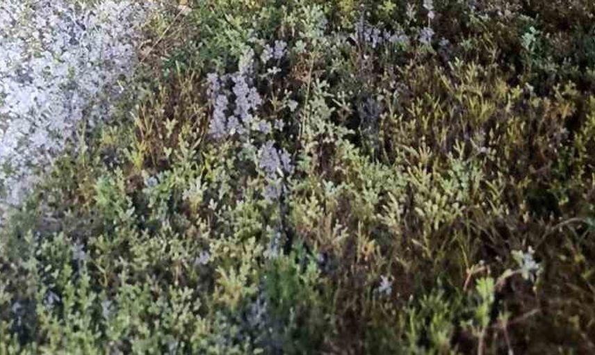 Artvin’de feci kaza: Baba hayatını kaybetti, iki çocuğu yaralandı
