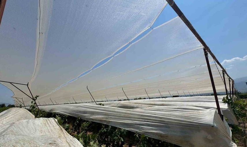 Alaşehir'de bağ örtme uygulaması yaygınlaşıyor