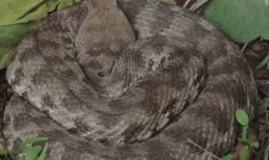 Elazığ'da zehirli engerek yılanı görüntülendi: Dikkatli olunmalı