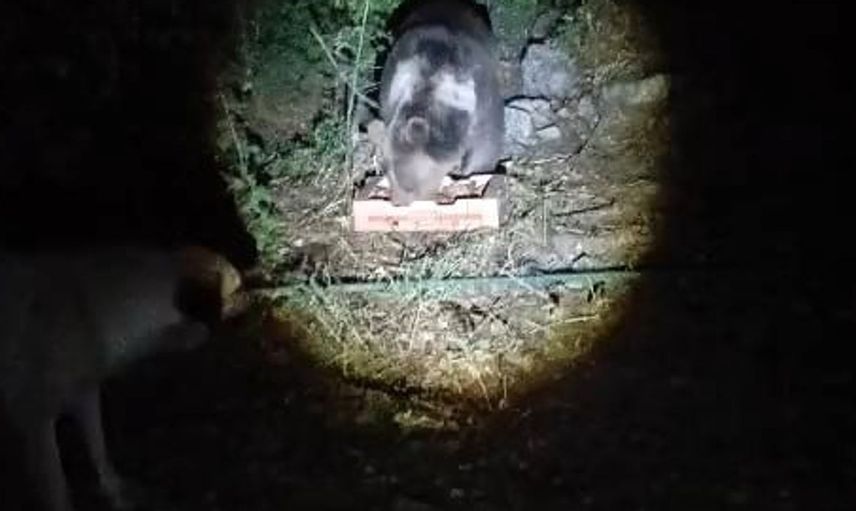 Köpeklerin havlamasına aldırış etmeyen ayı, huzur içinde yemek yedi