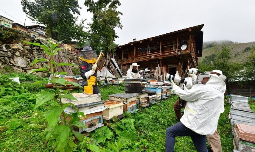 Artvin balının değeri korunmalı: Eczanelerde reçeteyle satılması önerisi