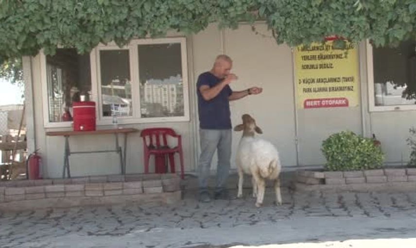 Şanlıurfa'da bekçinin kuzusuna duyduğu sevgi hikayesi