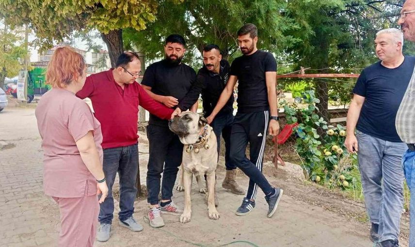 Başmakçı'da evcil hayvanlar için kimliklendirme süreci başladı