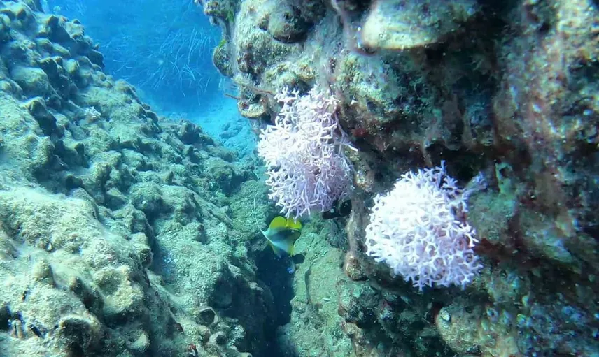 Antalya Körfezi'nde tropik kelebek balığı yeniden görüntülendi