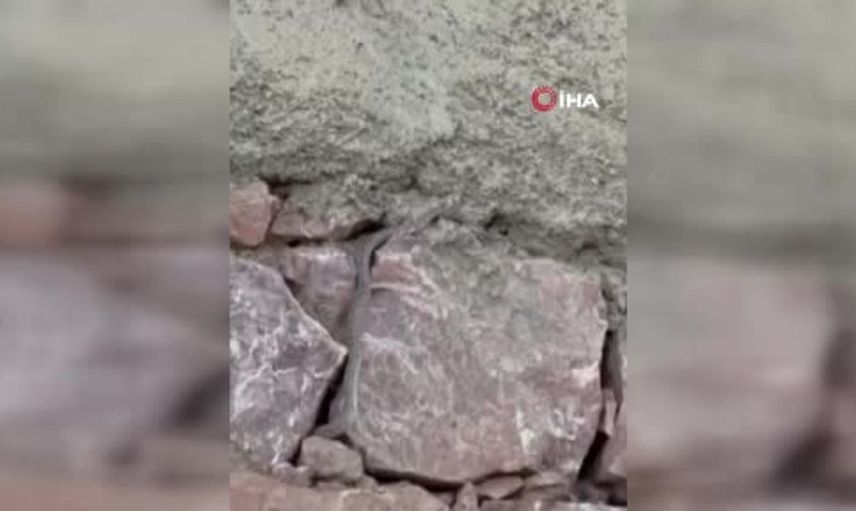 Yüksekova’daki yılan tehdidi, bir ailenin yaşamını etkiliyor