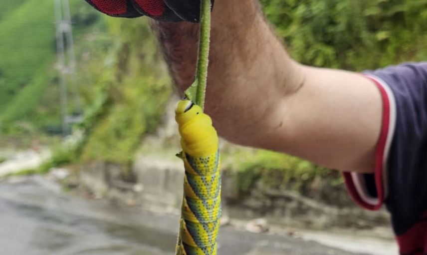 Doğu Karadeniz'in böceklerle imtihanı