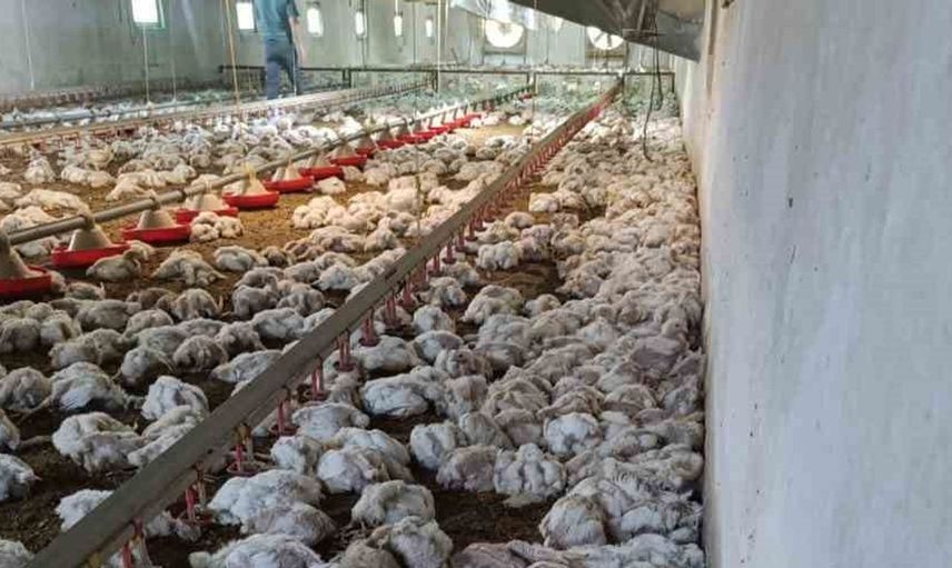 Bolu'da havalandırma arızası nedeniyle 4 bin tavuk telef oldu