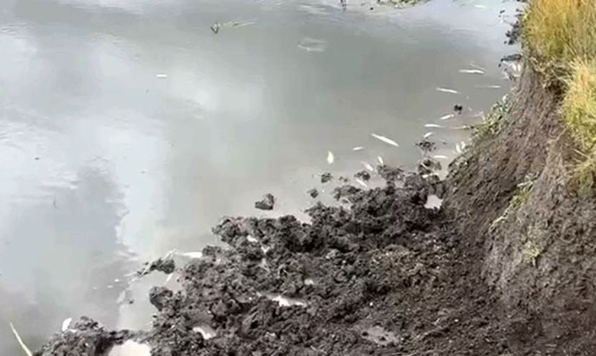Kura Nehri'nde balık ölümleriyle ilgili inceleme başlatıldı