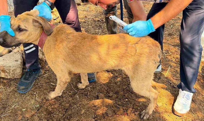 Seydikemer ve Fethiye’de orman yangınına karşı ortak mücadele