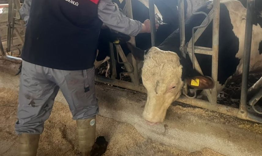 Baklan'da büyükbaş hayvanlar için sonbahar şap aşılamaları başladı
