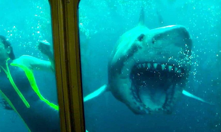 47 Metre Derinde: Kafes film konusu ve oyuncuları