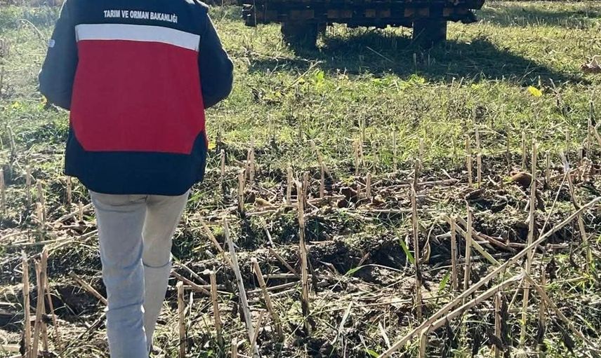 Simav'da ayçiçeği hasat kontrolü ile tarım süreci gözden geçirildi