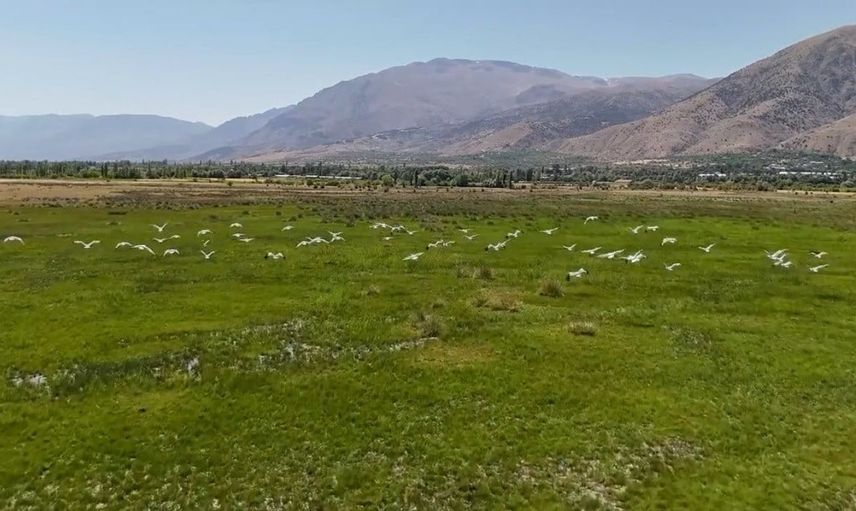 Erzincan'da leyleklerin göç yolculuğuna mola verdiği görüntüler paylaşıldı