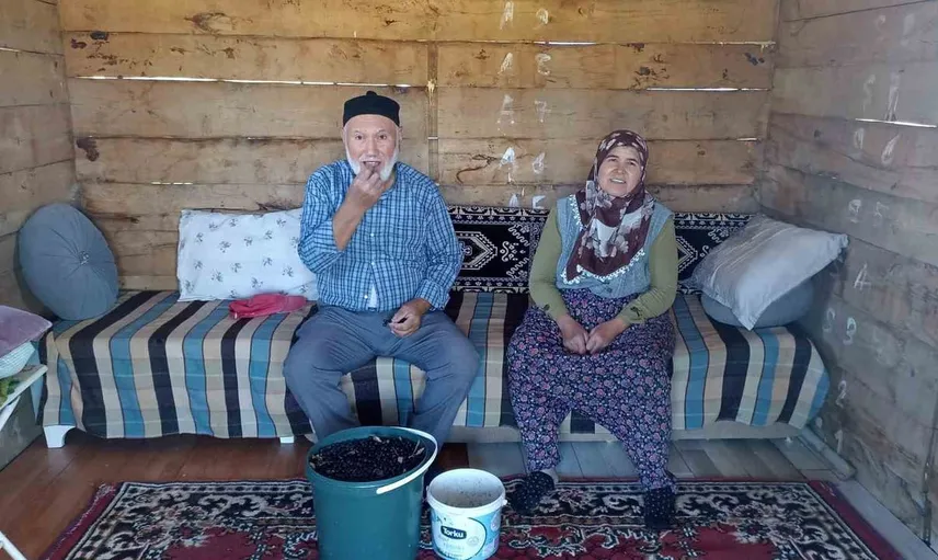 Emekli çiftin aronya bahçesi tarımsal bir dönüşümün sembolü oldu