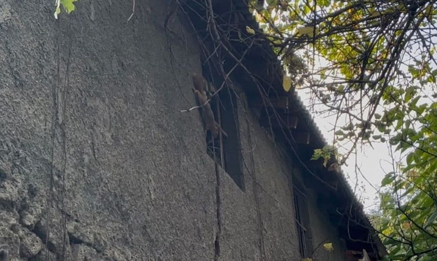 Bingöl'de insanlardan korkmayan sincap bahçeyi ziyarete geldi