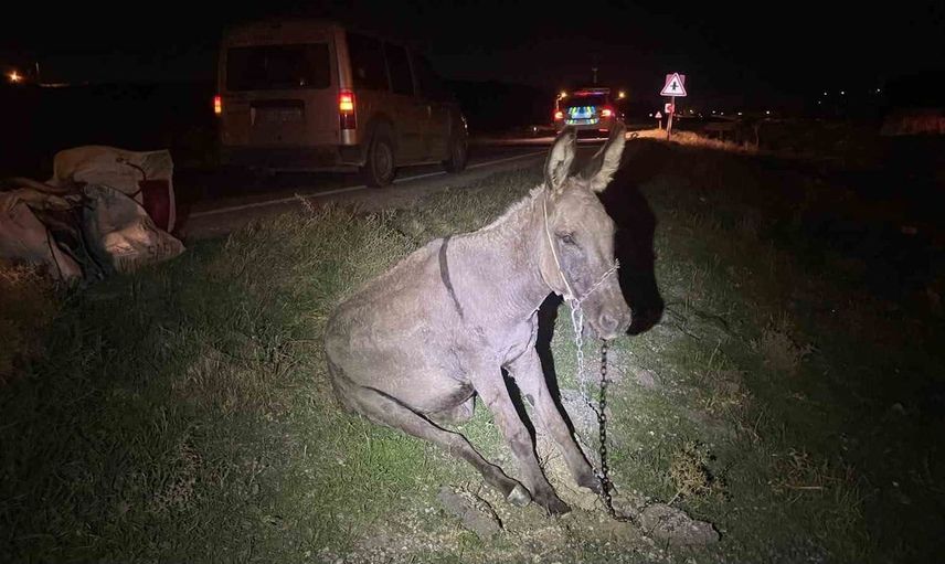 Karaman'da sokakta aniden çıkan eşek kazaya neden oldu