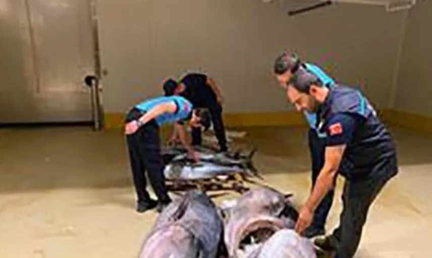 İstanbul'da balık denetimi: 700 kilogram mavi yüzgeçli orkinosa el konuldu