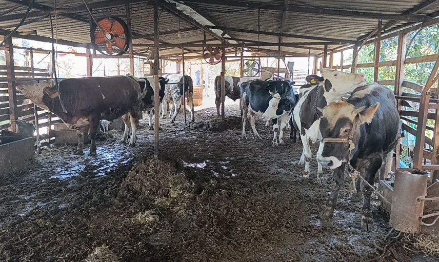 Manavgat'ta yangın felaketi: İki yıl içinde ikinci kez ahırda hayvan kaybı yaşandı