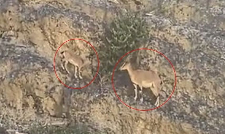 Erzurum'da dağ keçileri yoldan geçenlere görsel şölen sundu