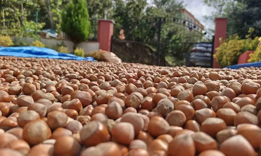 Fındık üreticileri yüksek kesimlerde kurutma işlemlerine devam ediyor