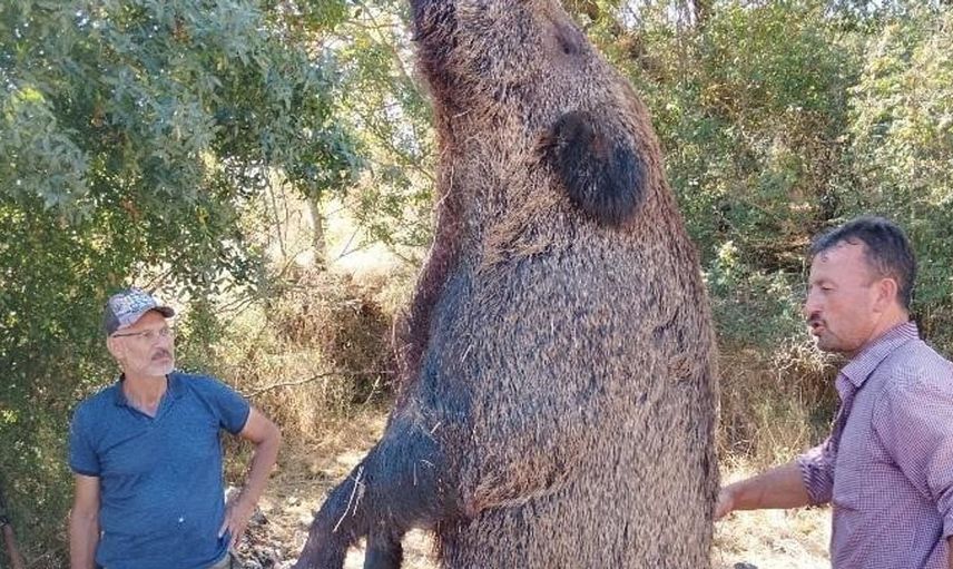 Bilecik'te avcıların vurduğu dev domuz, ağırlığıyla dikkat çekti