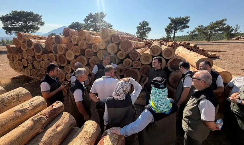 Zeytin ağaçlandırması, orman köylülerinin ekonomik geleceğine ışık tutuyor
