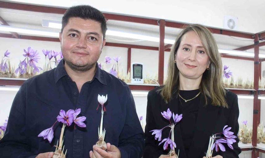 Kayseri'de zorlu iklim koşullarında safran yetiştiriciliği başarıyla başladı