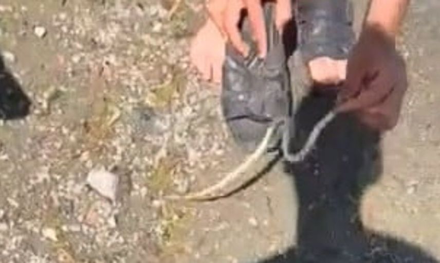 Elazığ'da yılanla arkadaşına şaka yapan gençlerin eğlenceli anları