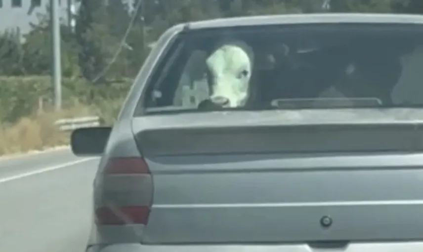 Bolu'da buzağının otomobil yolculuğu dikkat çekti