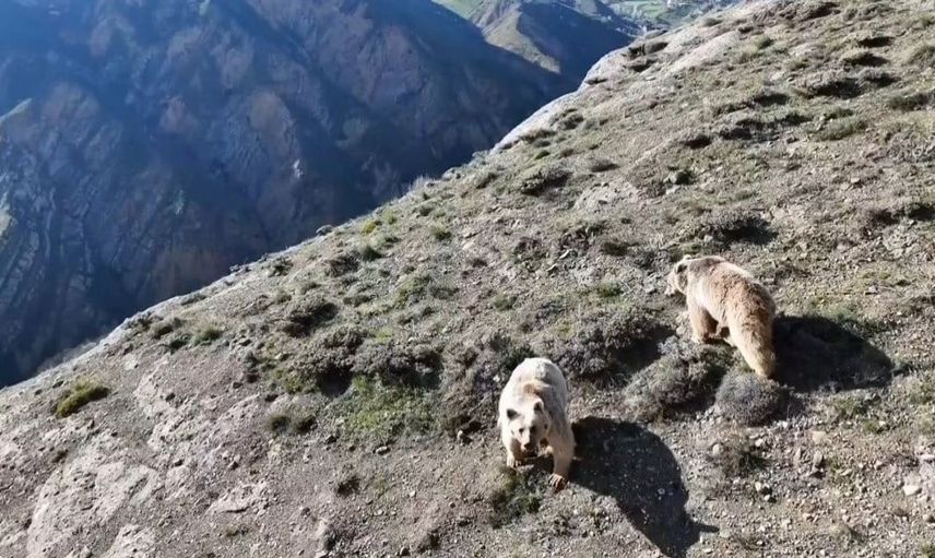 Erzincan’da ayı saldırısında yaralanan kişi ameliyata alındı