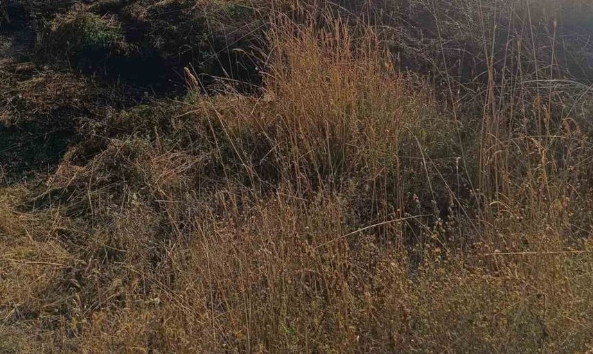 Bolu'da anız yangını hızla kontrol altına alındı