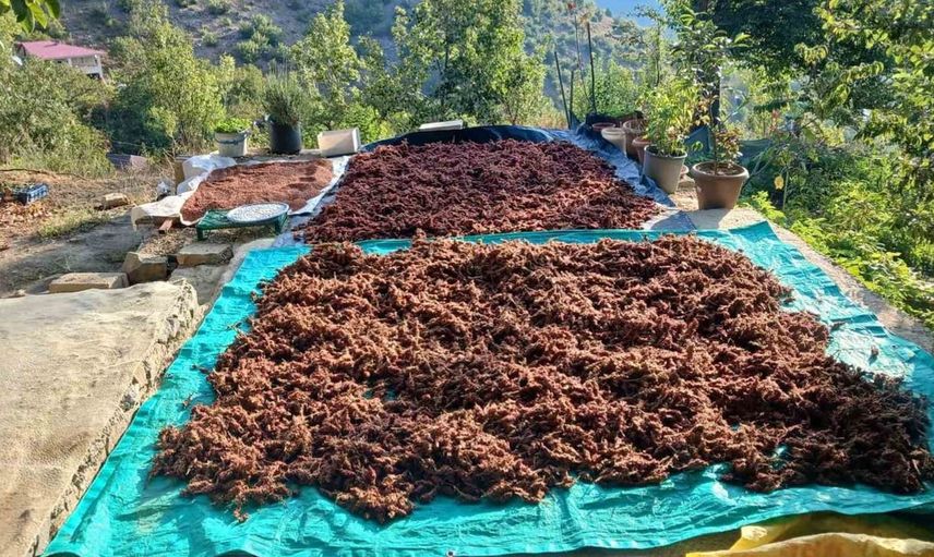 Kahramanmaraş'ta geleneksel yöntemlerle sumak hasadı başladı