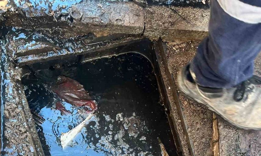 Kanalizasyondan çıkan kömür, Ayvalık'ta şok yarattı