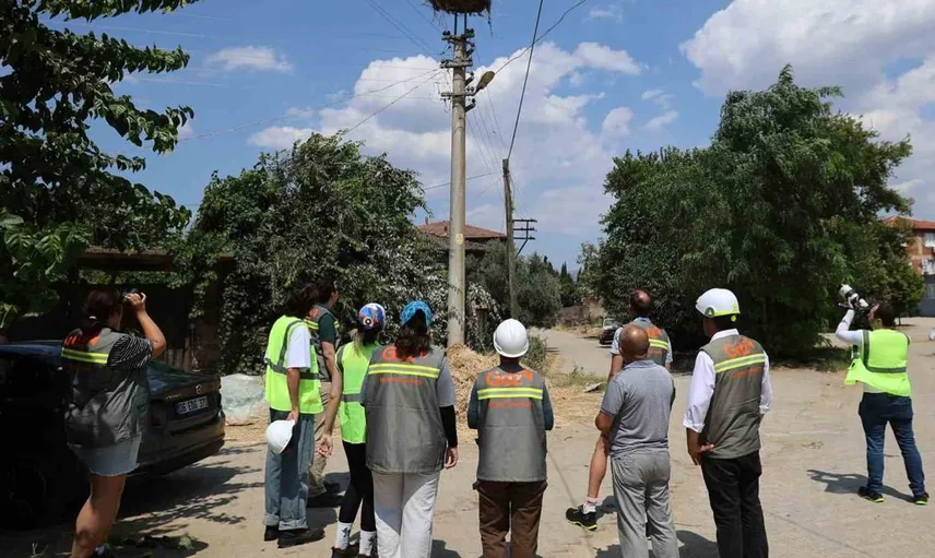Elektrik şirketlerinden göçmen kuşlar için yeni koruma projeleri