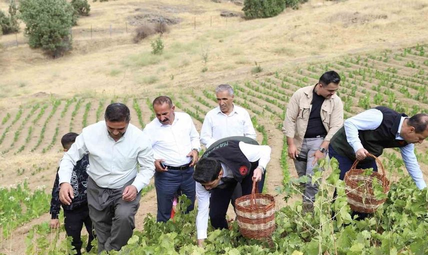 Şemdinli’de üzüm hasadı ile üreticilere destek ziyareti