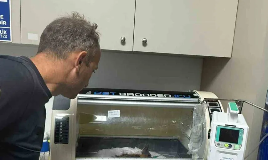 Antalya'da mahsur kalan yavru kedi itfaiyecilerin 5 saatlik çalışmasıyla kurtarıldı